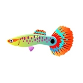 Tropical Bandit Guppy